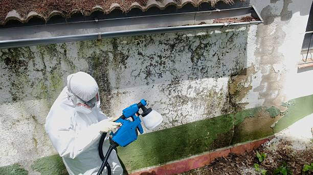 Trusted Mold Testing service in Waverly, IL - Cheap Mold Removal